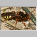 Nomada lathburiana - Wespenbiene w23a 10mm.jpg